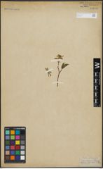 Foto von Salix arbuscula L.